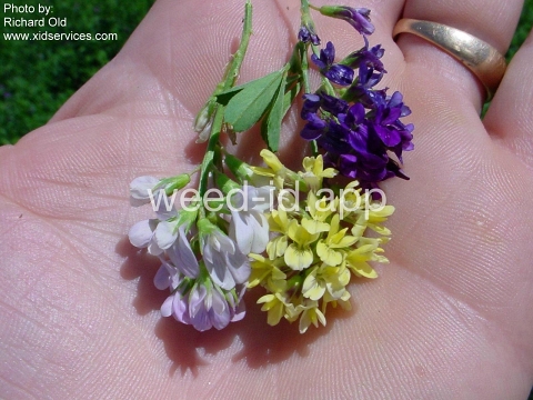 alfalfa